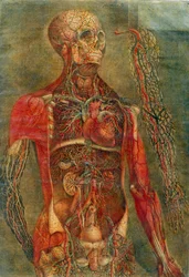 Internal organs of the body, plate from 